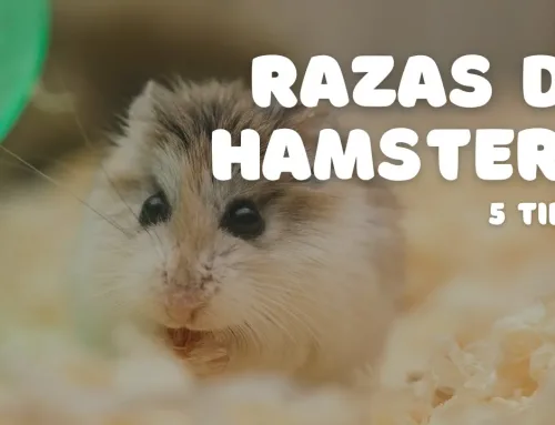 Tipos y razas de hámsters: guía completa para elegir la mascota perfecta