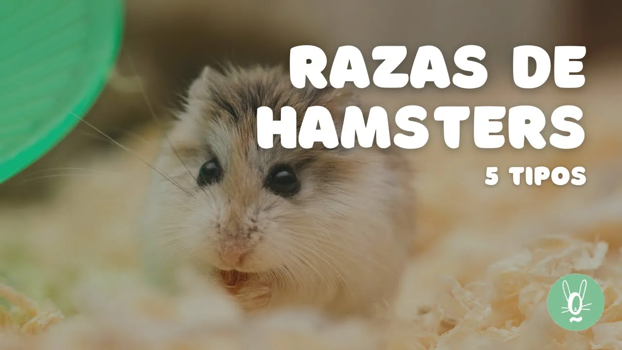 Tipos y razas de hámsters: guía completa para elegir la mascota perfecta