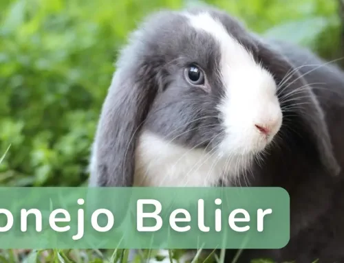 Conejo Belier: Características y comportamiento de esta raza adorable