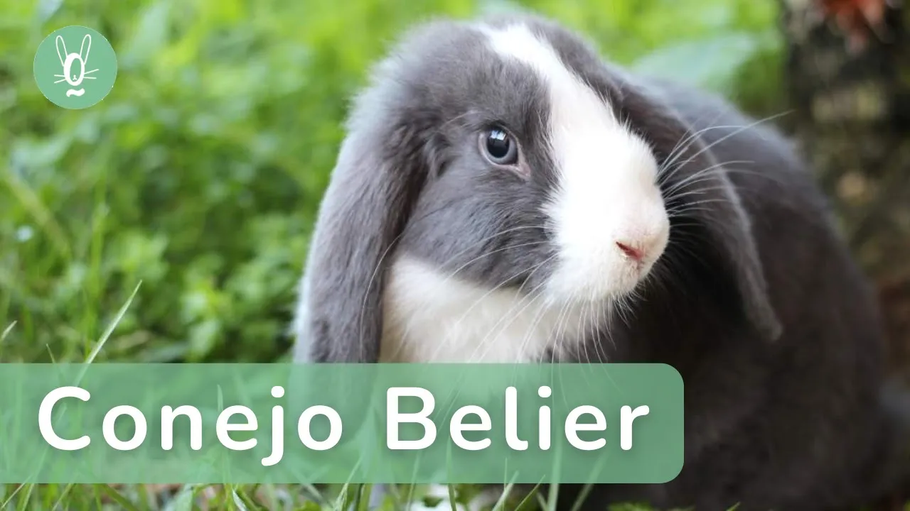 Conejo Belier: Características y comportamiento de esta raza adorable